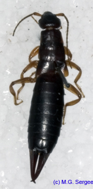 Anisolabis_maritima_f_1117 copy